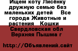 Ищем коту Лисёнку дружную семью без маленьких детей  - Все города Животные и растения » Кошки   . Свердловская обл.,Верхняя Пышма г.
